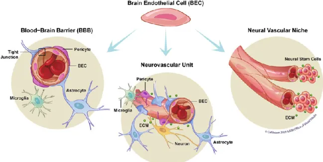 Fig.  2  Le  cellule  endoteliali  di  barriera  interagiscono  con  le  cellule  gliali  e 