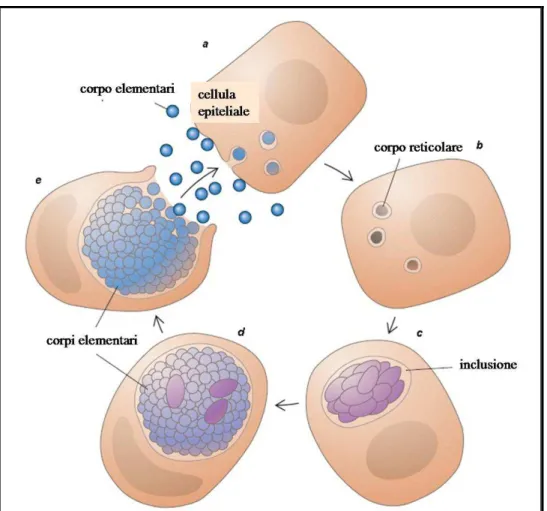 Figura 1 Schema del ciclo riproduttivo della clamidia. I corpi elementari penetrano  nella  cellula  attraverso  un  meccanismo  di  fagocitosi  specifica  (a)