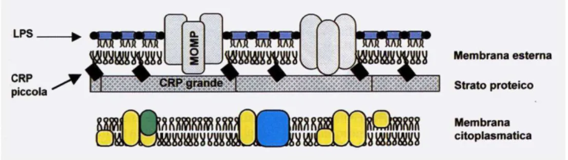 Figura 2 Schema della probabile organizzazione degli involucri esterni di clamidia.  LPS=  Lipopolisaccaride  (endotossina);  MOMP=major  outer  membrane  protein;  CRP=cysteine-rich protein 
