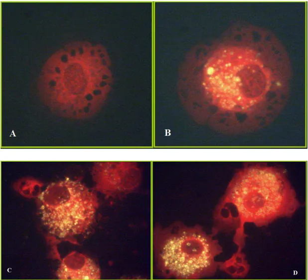 Figura  7  Foto  al  microscopio  a  fluorescenza  (100X)  dell’osservazione  dei  cytospin  analizzati  con  Pathfinder®:  (a)  cellula  negativa;  (b)  (c)  (d)  campioni  che  hanno  mostrato una debole fluorescenza