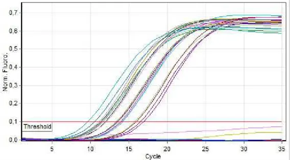 Figura 9 Quantitation  data  for  Cycling  B.Yellow .  Curve  di  amplificazione  dei  campioni analizzati nel canale Joe