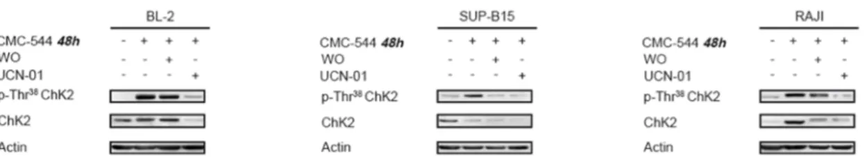 Figura  9.  Il  trattamento  con  UCN-01  riduce  la  fosforilazione  della  protein-chinasi  ChK2, dopo prolungata esposizione al CMC-544, in linee immortalizzate di Linfoma  CD22 positive