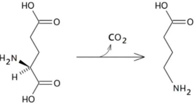 Figura 5 – Biosintesi del GABA a partire dall’Acido Glutammico 