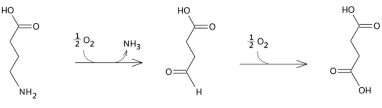Figura 6 – Degradazione del GABA ad Acido Succinico. 