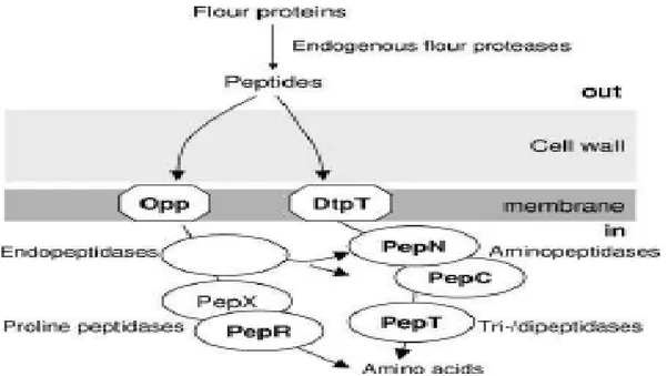 Figura 2. Sistema proteolitico dei batteri lattici che utilizza le proteina della farina come fonte di 