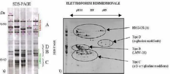 Figura 4. a) Classificazione e peso molecolare delle subunità delle glutenine comprese nei gruppi 