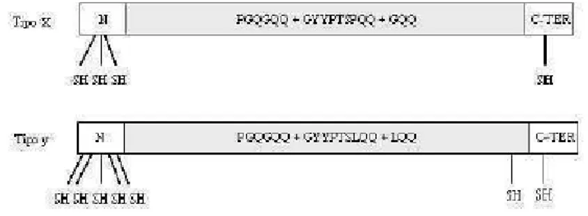 Figura  5.  Rappresentazione  schematica  della  catena  polipeptidica  delle  HMW-GS  di  tipo  x  e  y