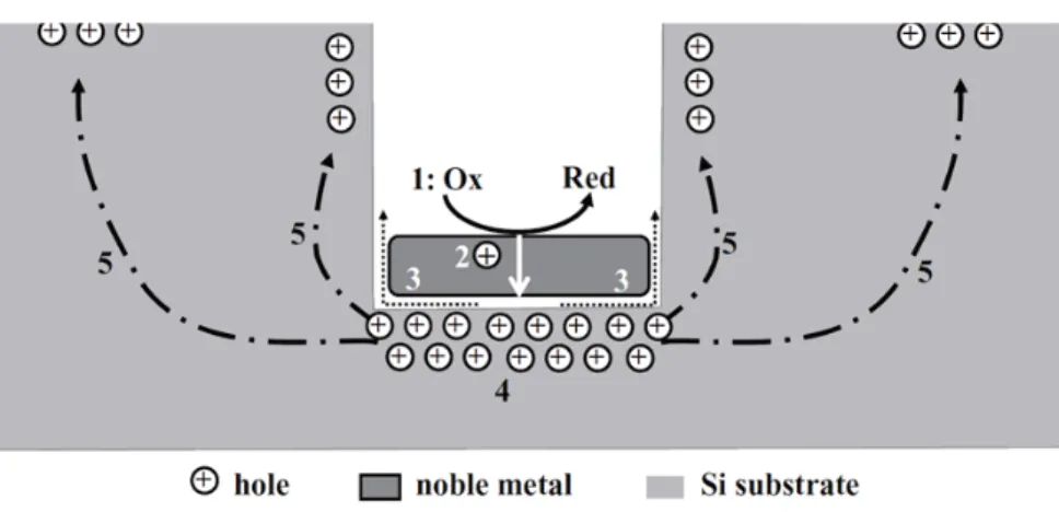 Figure 1.14: Hole injection processes during the MACetch. [ 61 ] alloy) sputtered on the surface of a Si substrate catalyzed the  etch-ing of Si in a mixed solution containetch-ing HF, H 2 O 2 , and ethanol, resulting in straight pores or columnar structur