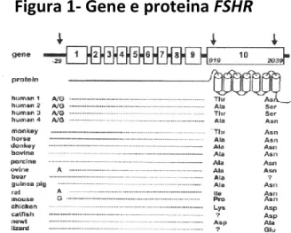 Figura 1- Gene e proteina FSHR 