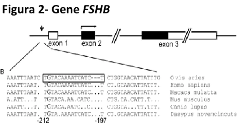 Figura 2- Gene FSHB 