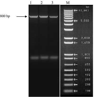 Fig. 8: Separation of mutated PCR product in 0.8 % agarose gel electrophoresis using as marker 