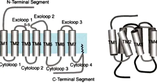 Fig.  2:  Schematic  presentation  of  the  general  structure  of  GPCRs  in  a  planar  and  three 