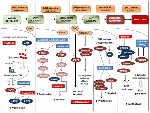 Figure 11. miRNAs involvement in colorectal cancer histopathogenesis (from O Slaby et al