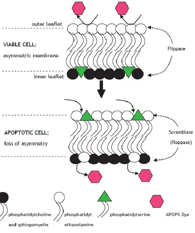 Figure  15.  Principle  of  APOPercentage  assay:  the  dye  enters  the  cell  when  asymmetric 