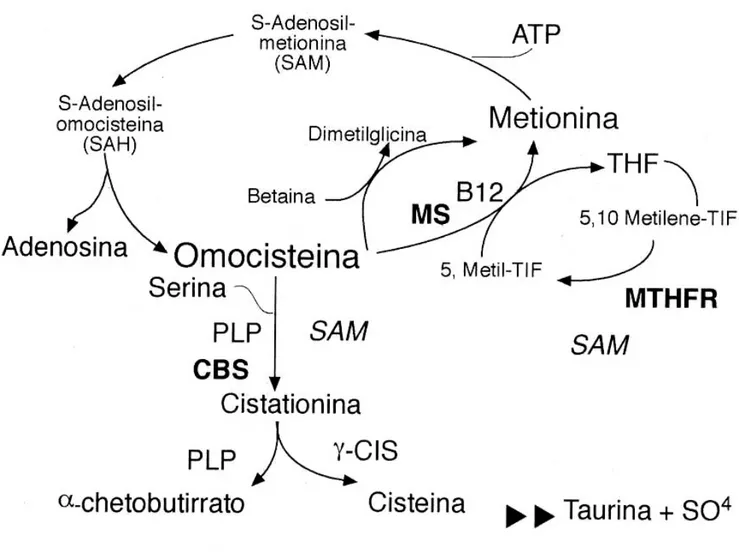 Figura 4: metabolismo dell'omocisteina 