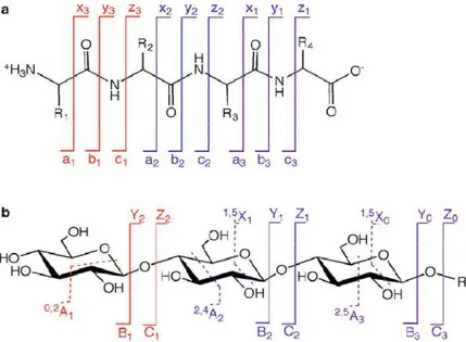 Figure 11:  (a) Nomenclature for peptide fragmentation, as proposed in 1984 by Roepstorff and 