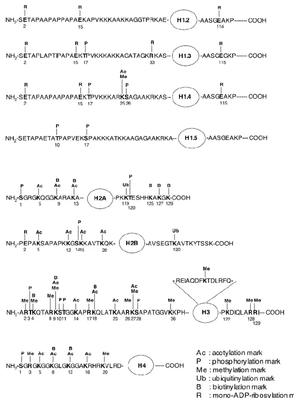 Figura  4.  Schema  delle  modificazioni  conosciute  del  core  dell’istone,  che  includono:  acetilazione, 