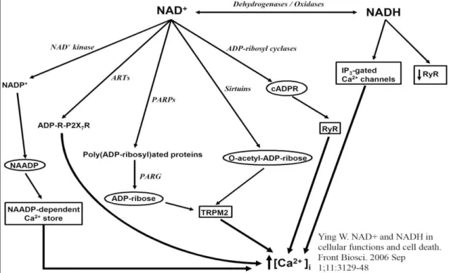 Figura 5. Implicazione del NAD +  in molti processi cellulari che andranno a culminare nell’aumento della 