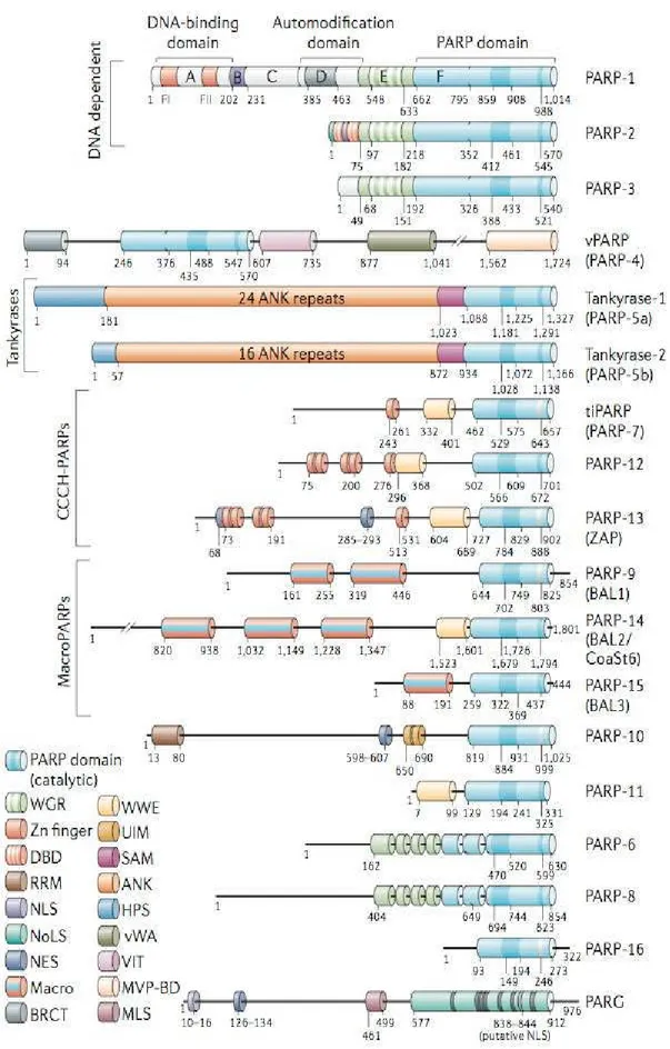 Figura  6.  The  PARP  superfamily:  rappresentazione  grafica  della  struttura  dei  membri  PARP  [©  Nat