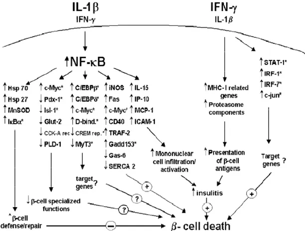 Figura 8: Modello proposto sulla base degli esperimenti di combinazione delle citochine, coinvolte nella  patogenesi del Diabete Mellito di tipo 1