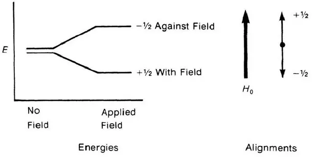 Figure 2.1. The spin states of a proton both in the absence and in the presence of  applied magnetic field
