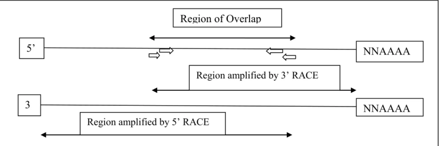 Figure 13: Simplified mechanism of Rapid Amplification of cDNA Ends (RACE) technique. 