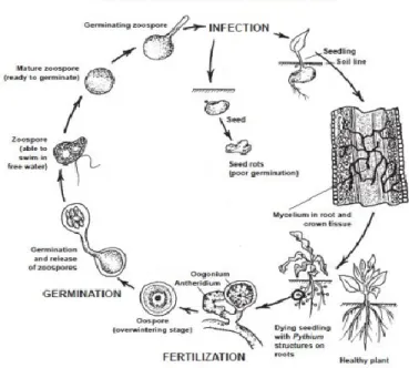 Figure  ‎ 1.2 Disease cycle of Pythium damping off and root rot (Agrios, 2005). 