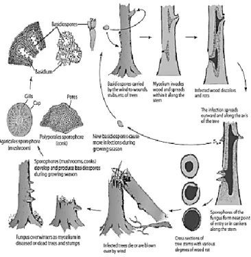 Figure  ‎ 1.6 Typical disease cycle of wood rot and decay fungi  (Agrios, 2005). 