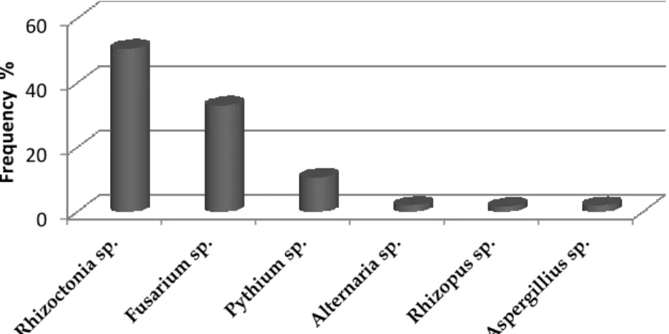 Figure  ‎ 2.3 The frequency (%) of fungi recovered from mango roots in the  nursery 