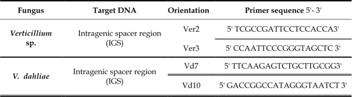 Table  ‎ 3.1 Primers used in the molecular characterization of Verticillium isolates. 