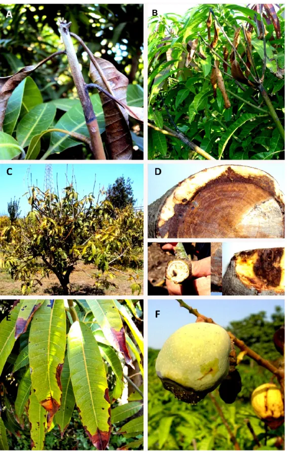 Figure 3 A, B Dieback symptoms on the young twigs and branches starting from the tip 