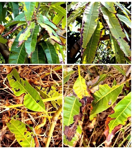 Figure 4 Symptoms of Alternaria leaf spot caused by Alternaria spp. in the field. A and B, 