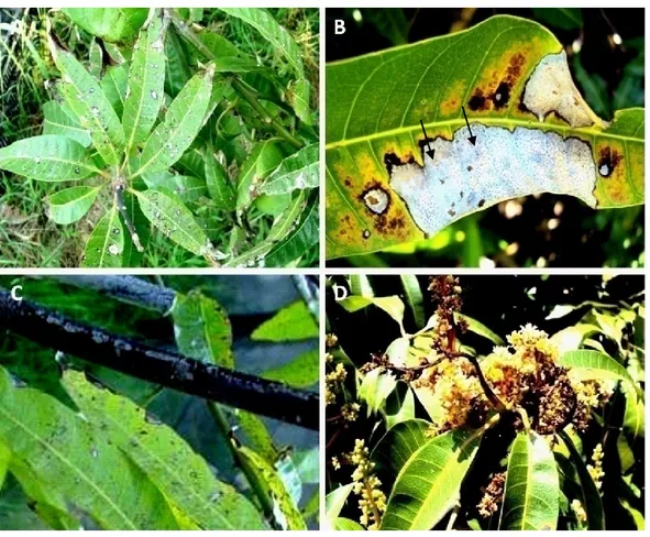 Figure  5  Grey  leaf  spot  symptoms  observed  in the  field. A,  Small  to  large  grey  necrotic 