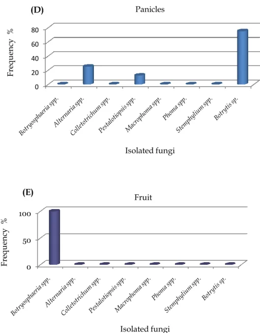 Figure  7  The  frequency  (%) of  isolated  fungi  according  to  mango  trees  organs; A, 