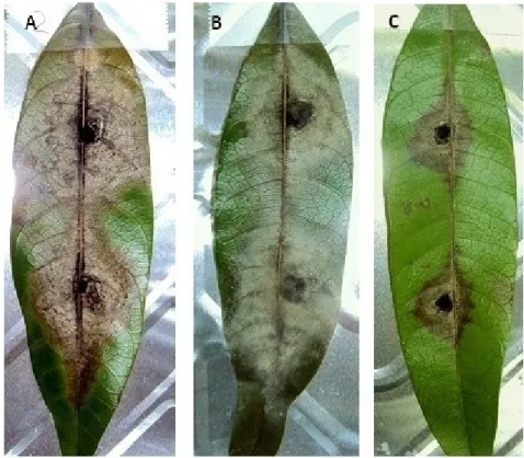 Figure  11  Symptoms  of  Alternaria  brown  leaf  spot  developed  on  the  detached  mango 
