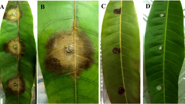 Figure  13  Symptoms  reproduced  by  selected  isolates  of  Colletotrichum  spp.  on  detached 