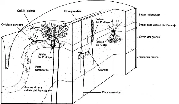 Figura 2. Suddivisone in strati della corteccia del Cervelletto. Organizzazione delle vie afferenti(fibre rampicanti e muscoidi) e delle connessioni interne.