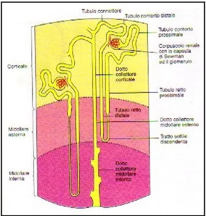 Figura 2    Il nefrone, unità strutturale e funzionale del rene.