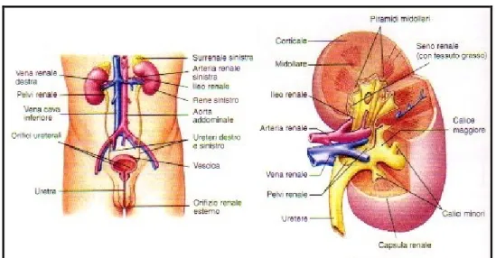 Figura 1    Struttura dell’apparato urinario 