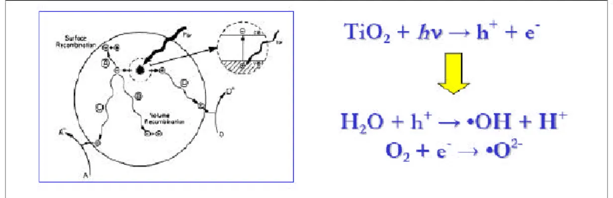 Figura 1.10 Meccanismo di idrofilia fotoindotta di particelle di biossido di titanio  