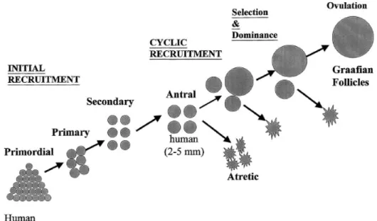 Figura 4: sviluppo e reclutamento dei follicoli ovarici nell’uomo. 