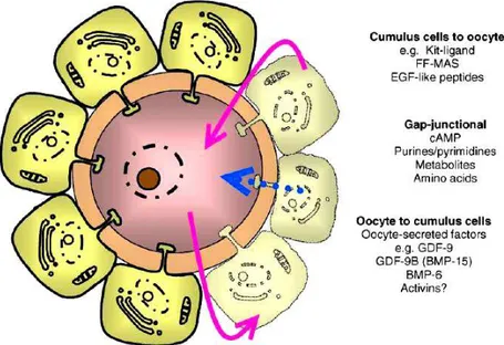 Figura  16:  la  comunicazione  tra  oocita  e  cellule  somatiche  è  essenziale  per  la  crescita  e  lo 