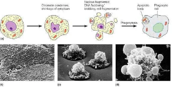 Figura 18: tipici cambiamenti morfologici di una cellula che va incontro ad apoptosi. 