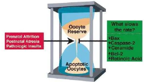 Figura 20: analogia tra la perdita degli ovociti attraverso apoptosi ed il passaggio dei granelli 