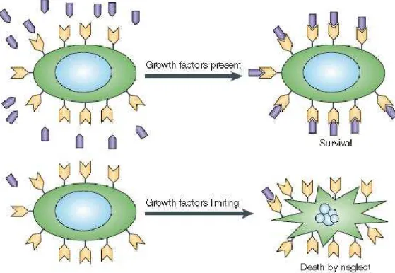 Figura  21:  l’apoptosi  è  inibita  dalla  presenza  di  fattori  di  crescita  che  agiscono  legandosi  a 