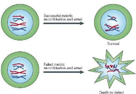 Figura 22: gli ovociti che completano con successo il processo di ricombinazione meiotica si 