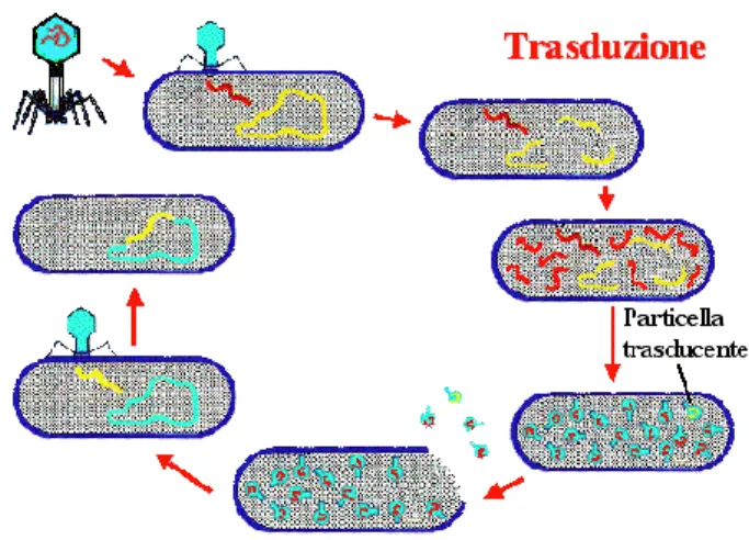 Figura 4. Trasduzione: trasposto di materiale genetico mediante fagi . 