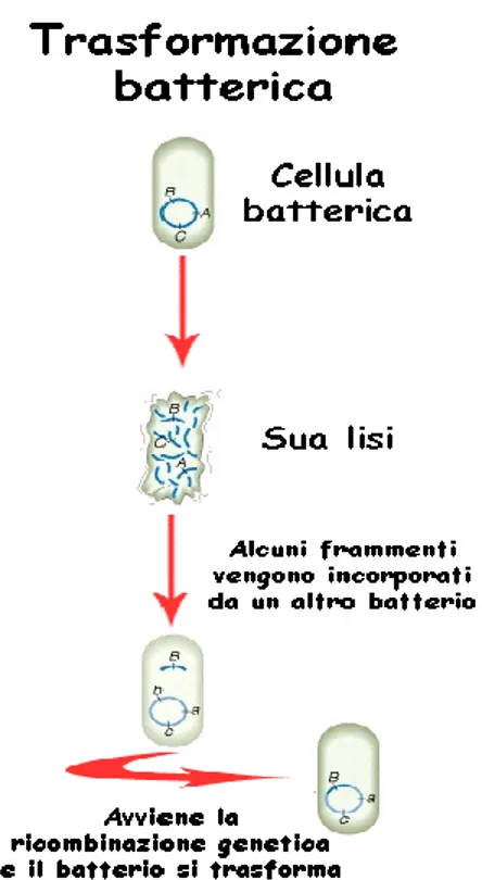 Figura 6. Coniugazione batterica: trasferimento di una copia del plasmide attraverso il pilum
