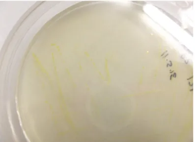 Figura 12. Un ceppo di batterio pigmentato (Arthrobacter sp.) 