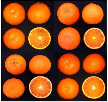 Figure  3.  Mandared  fruits  from  plants  grafted  onto  (clockwise from top left): Bitters, Carpenter, Furr and C35 
